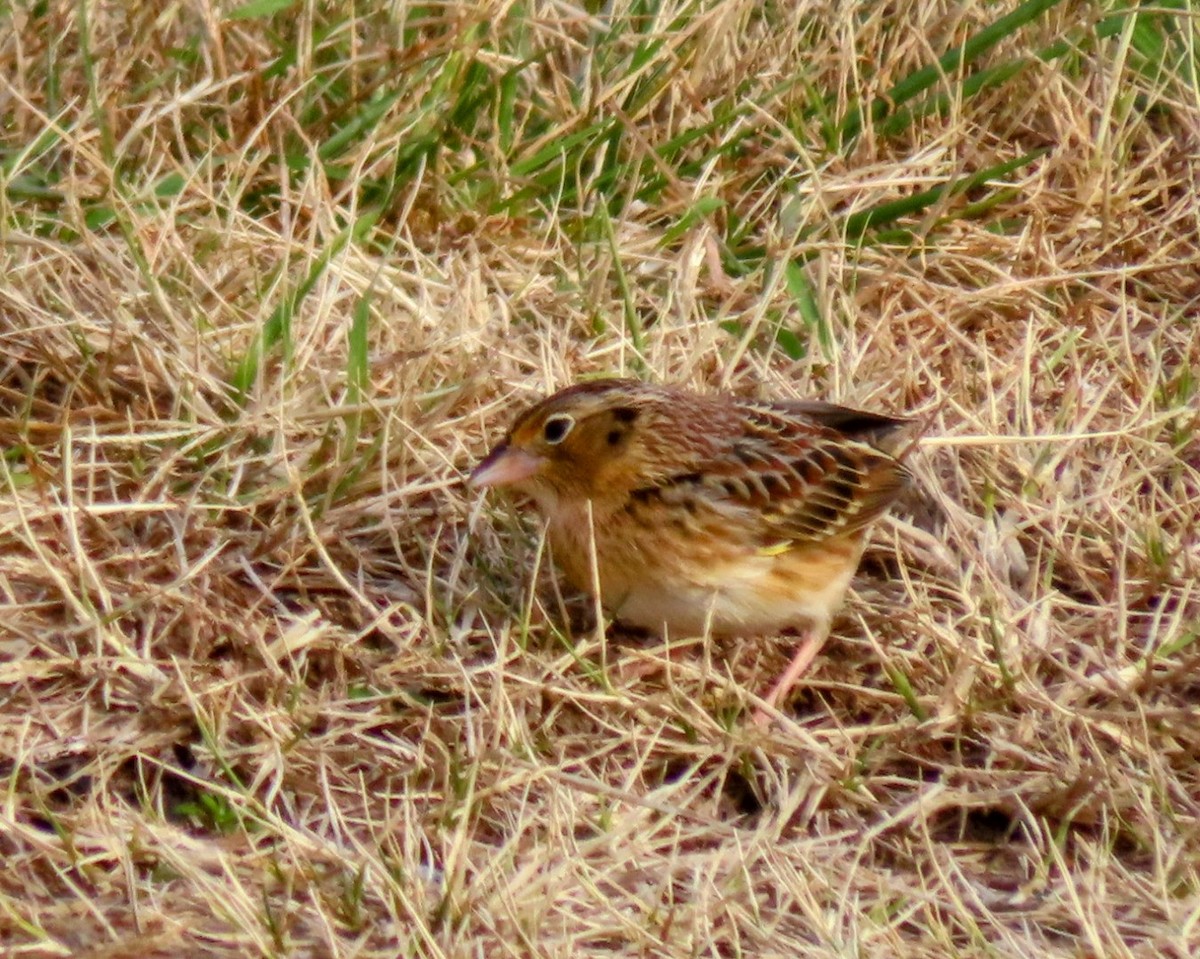 Grasshopper Sparrow - ML646617982