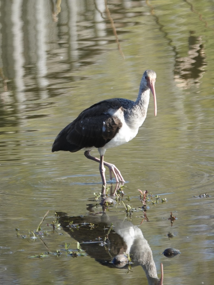 White Ibis - ML646617983