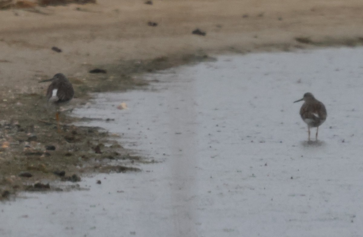 Grand Chevalier - ML646617984