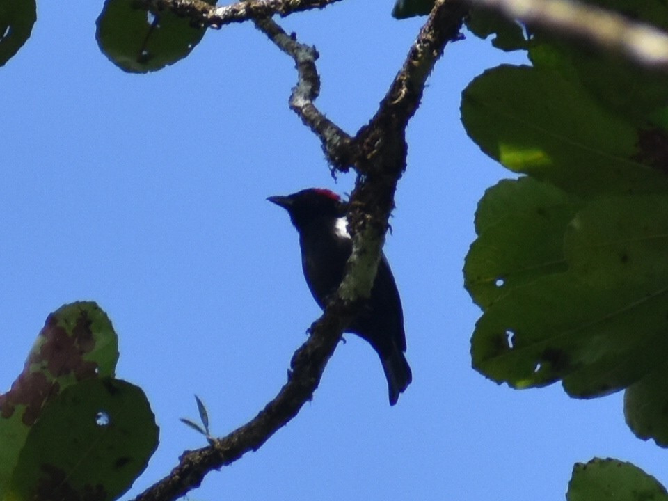 Scarlet-browed Tanager - ML646617985