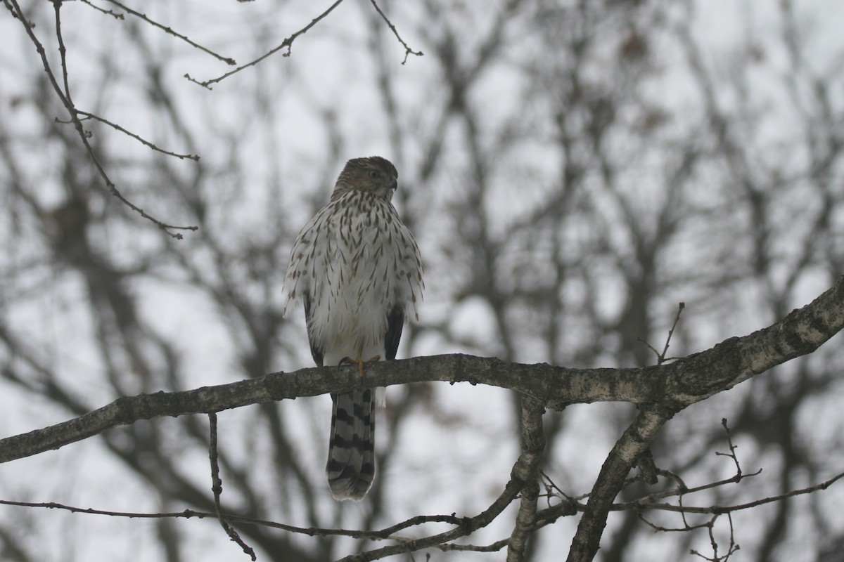 Cooper's Hawk - ML646617986