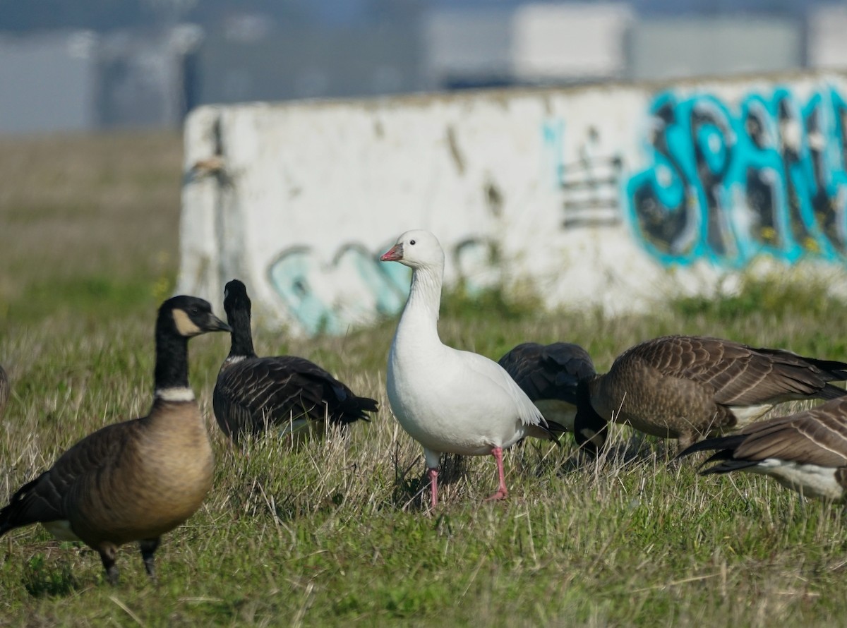 Ross's Goose - ML646617987