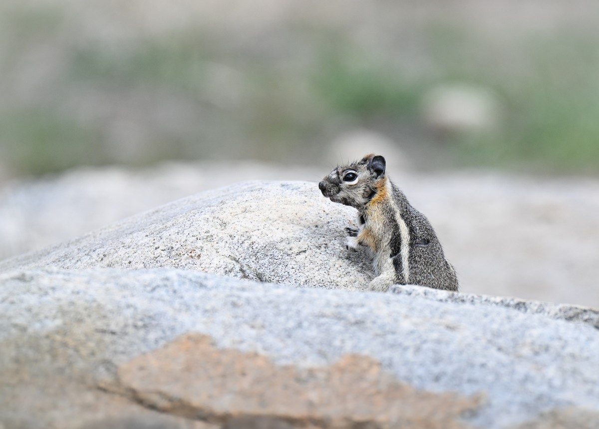 Goldmantelziesel - ML646617990