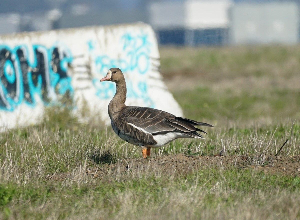 Greater White-fronted Goose - ML646617991