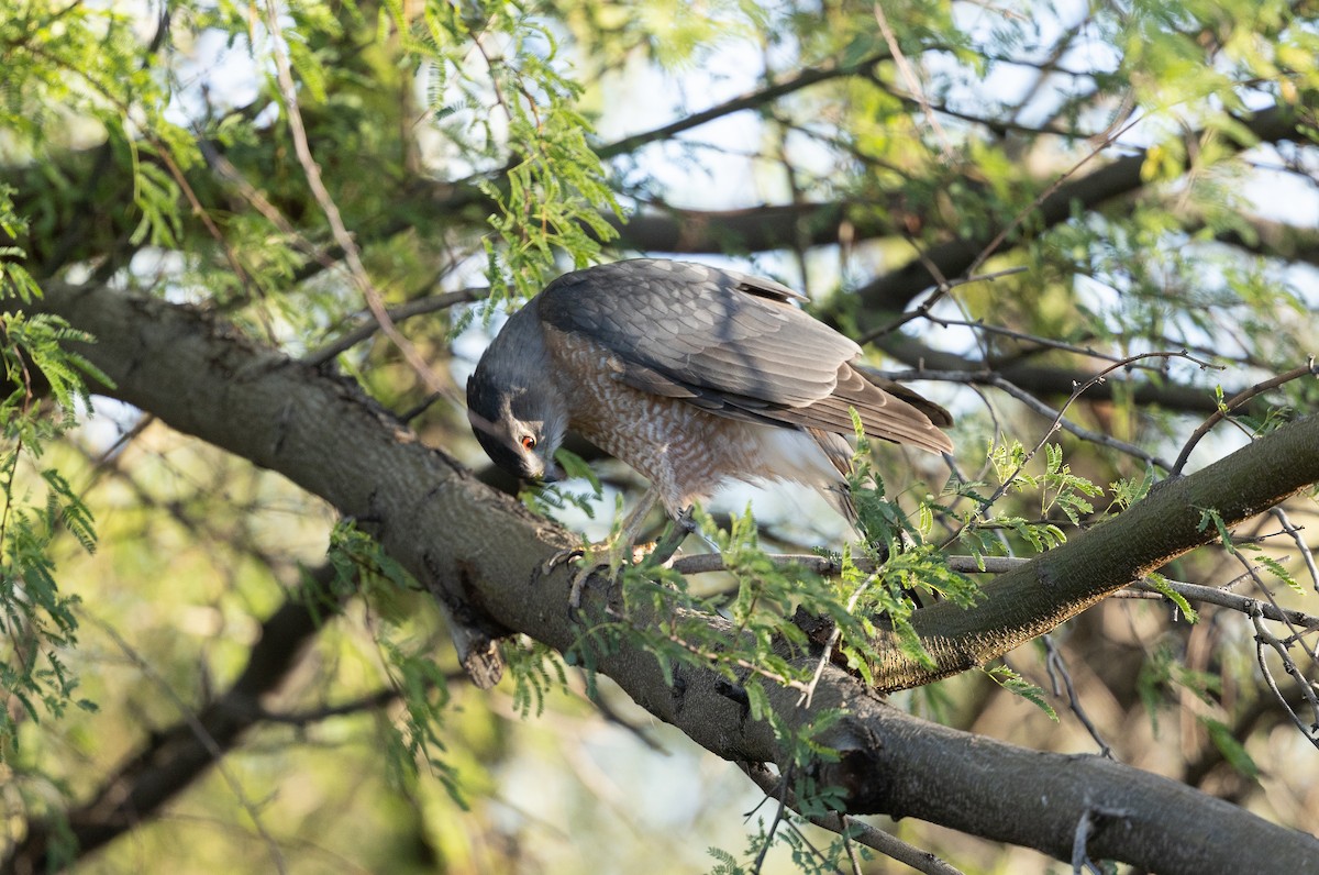 Cooper's Hawk - ML646617994