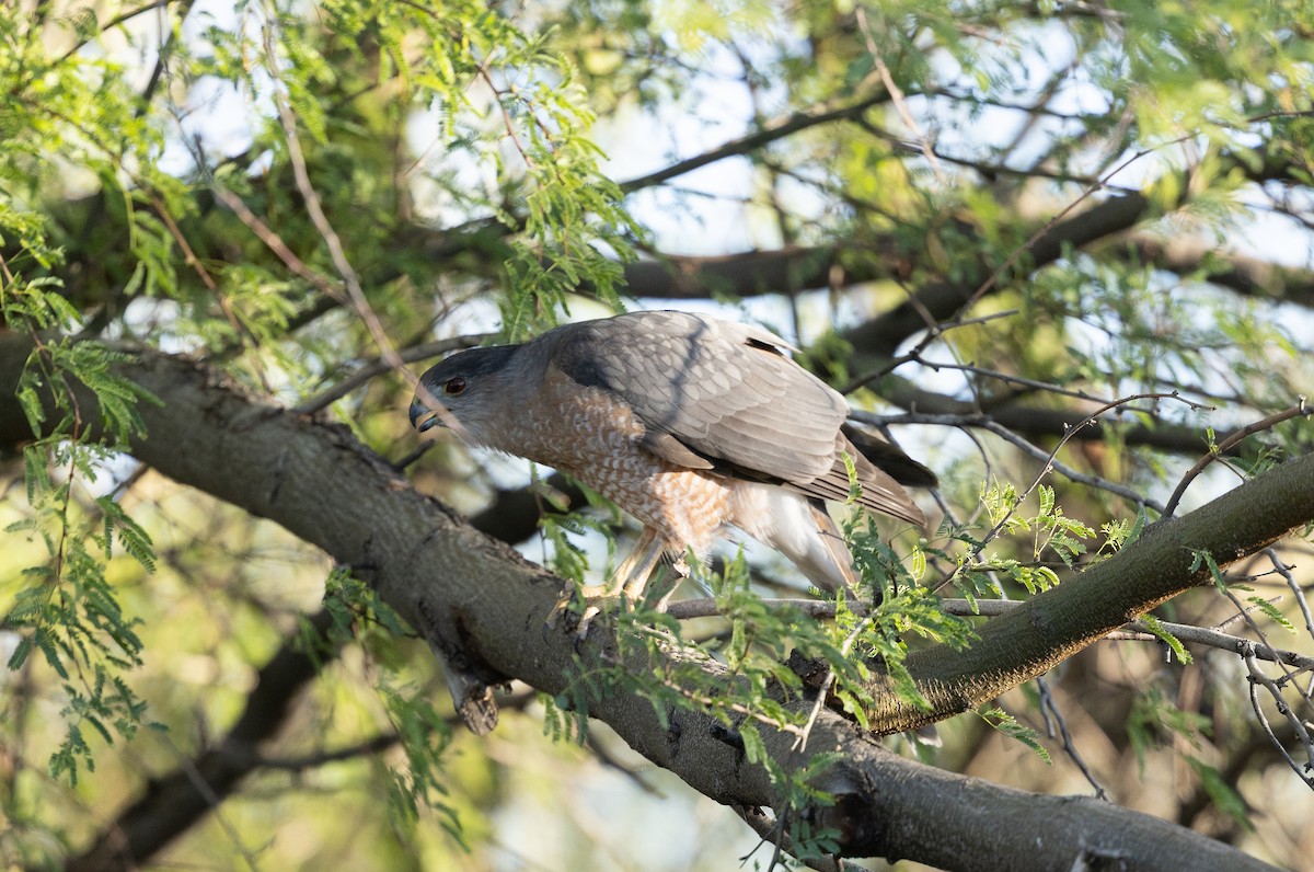 Cooper's Hawk - ML646617998