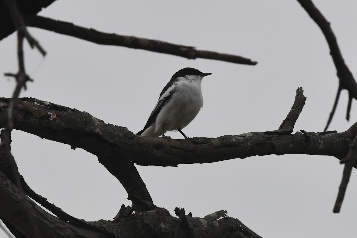 White-winged Triller - ML646618002