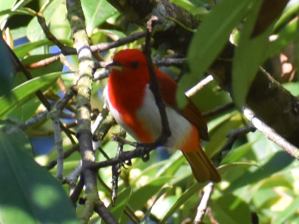 Scarlet-and-white Tanager - ML646618003