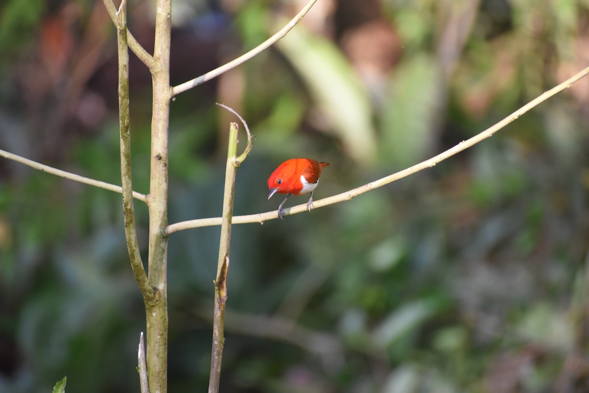 Scarlet-and-white Tanager - ML646618004