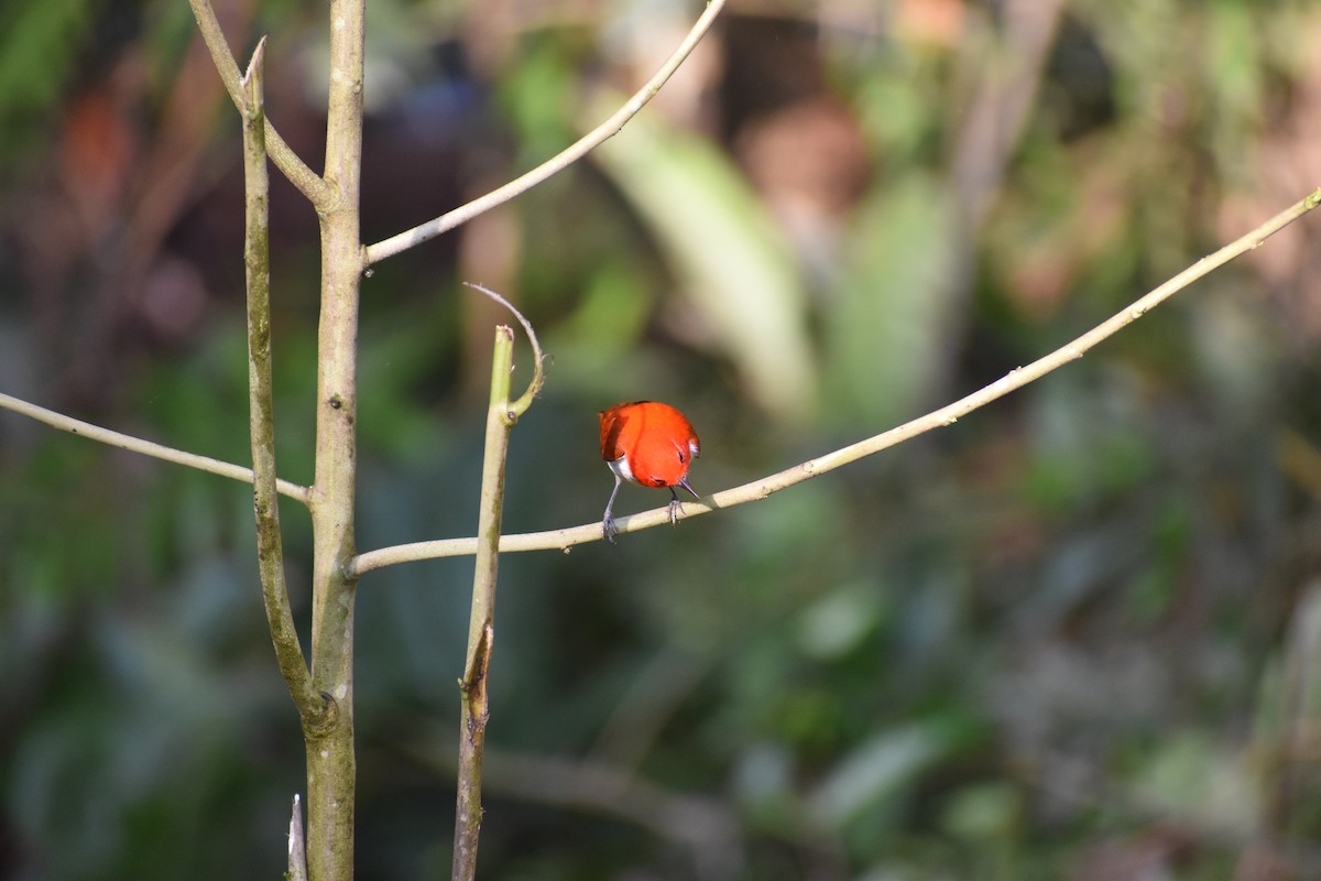 Scarlet-and-white Tanager - ML646618005