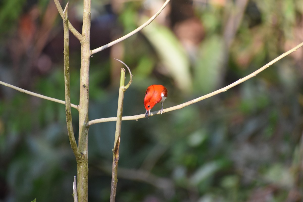 Scarlet-and-white Tanager - ML646618006