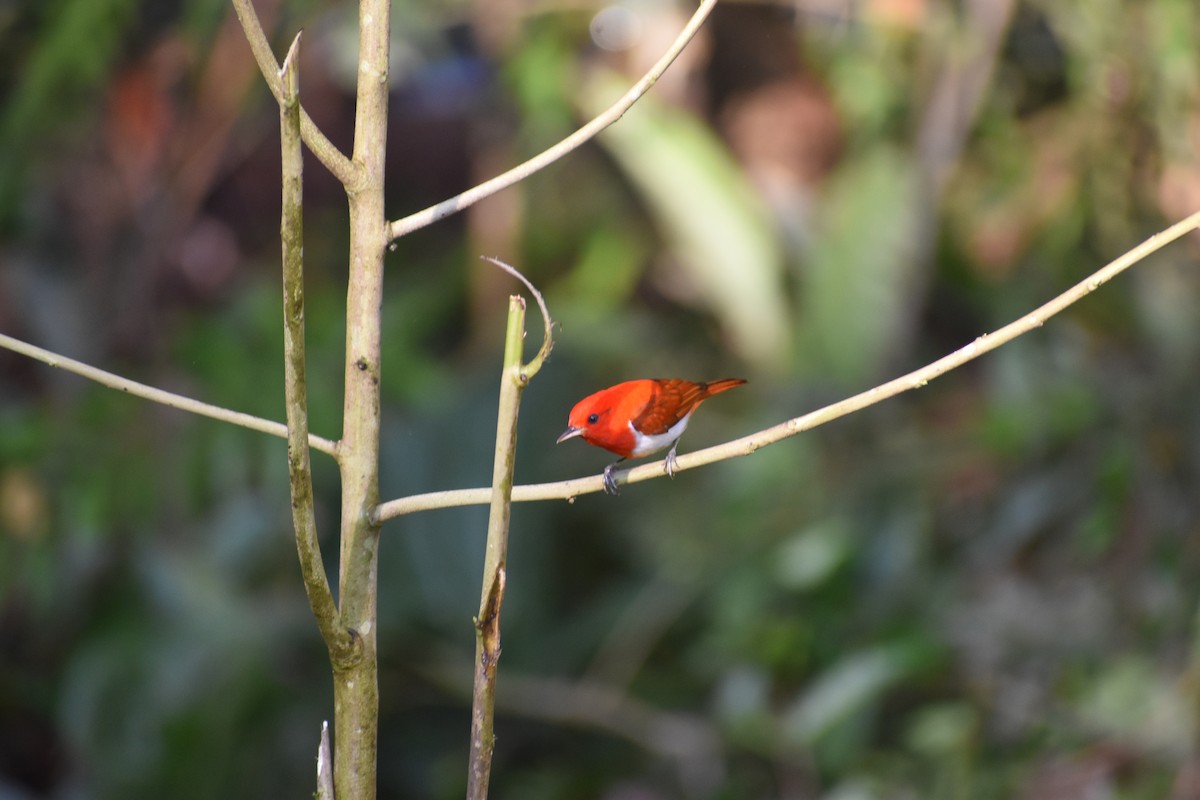 Scarlet-and-white Tanager - ML646618007