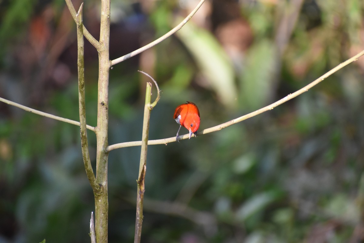 Scarlet-and-white Tanager - ML646618008