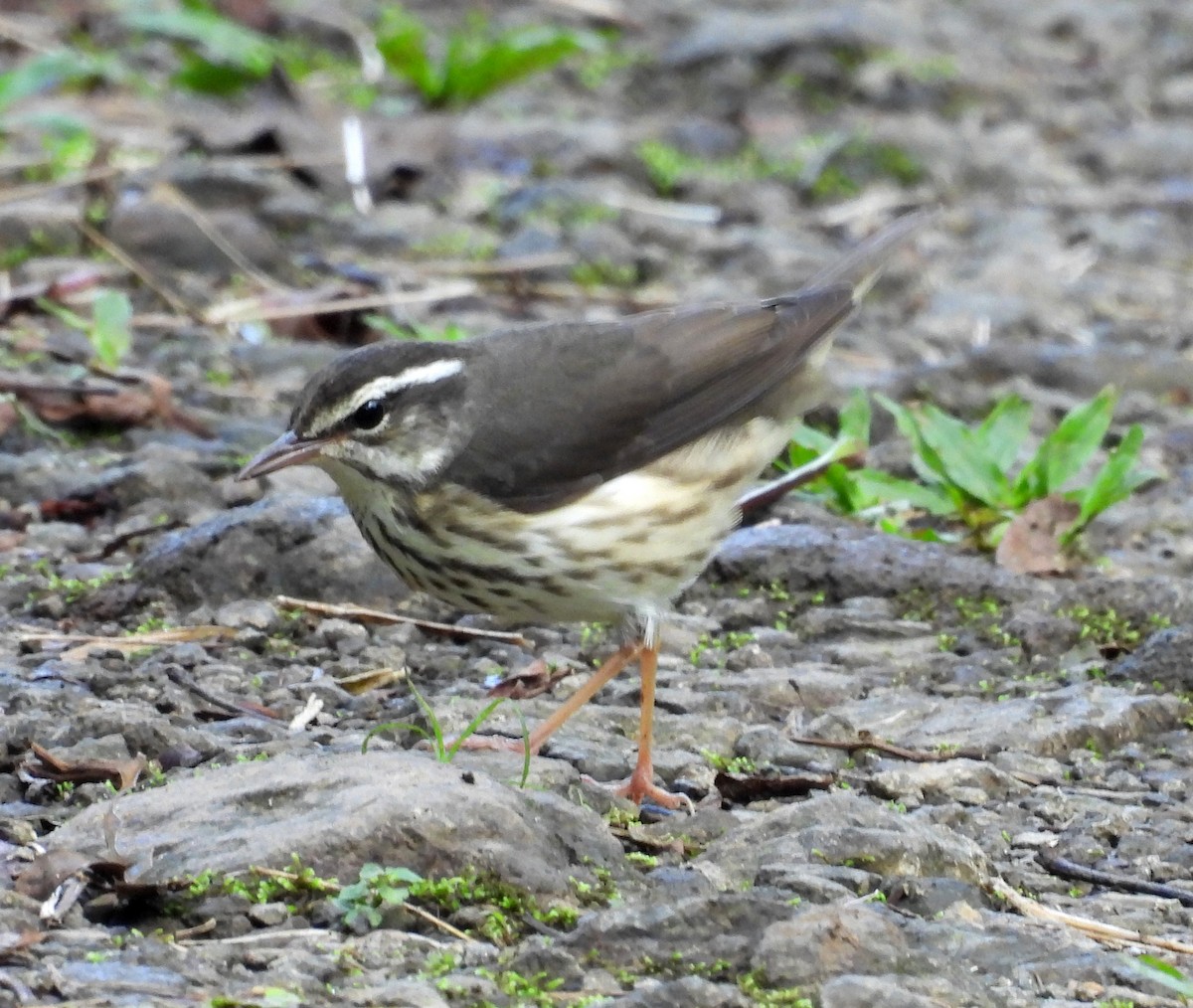 Louisiana Waterthrush - ML646618010