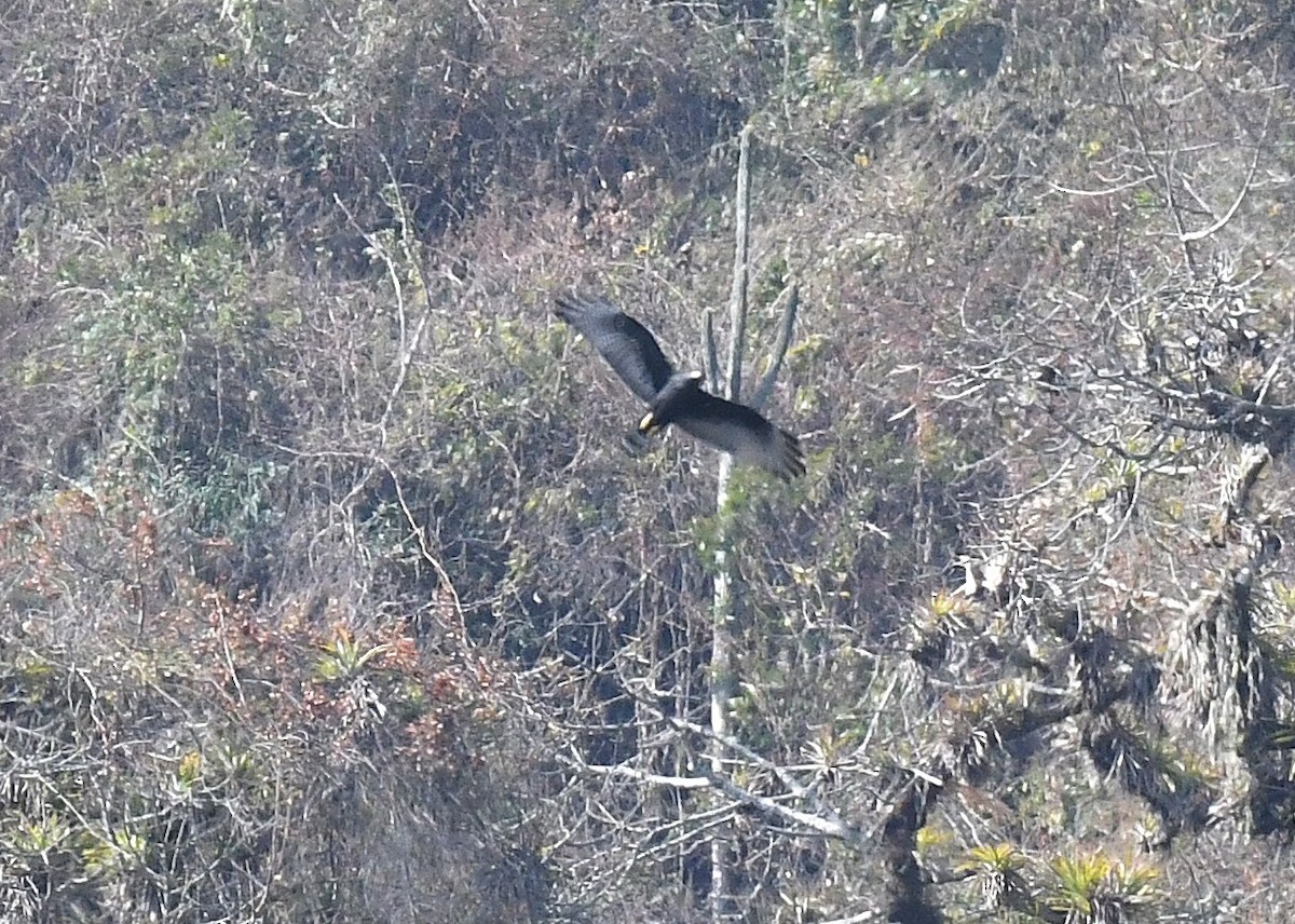 båndstjertvåk - ML646618011