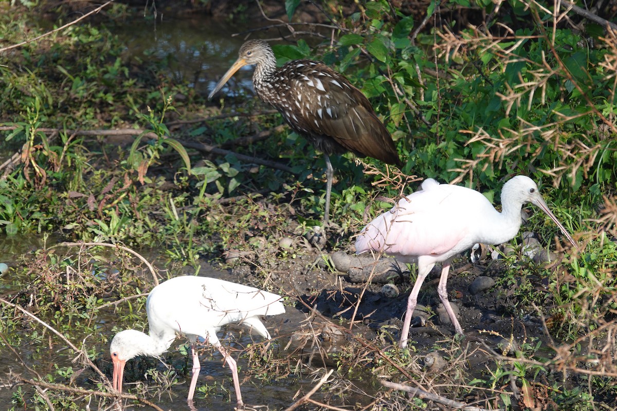 Limpkin - ML646618014