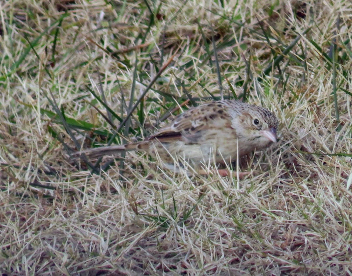 Cassin's Sparrow - ML646618016