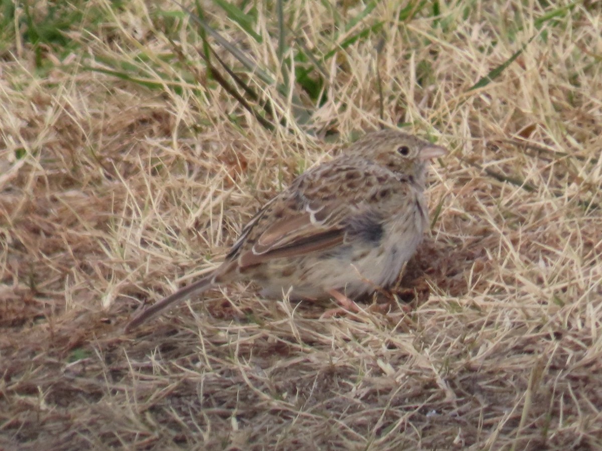 Cassin's Sparrow - ML646618017