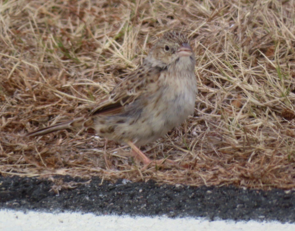 Cassin's Sparrow - ML646618018