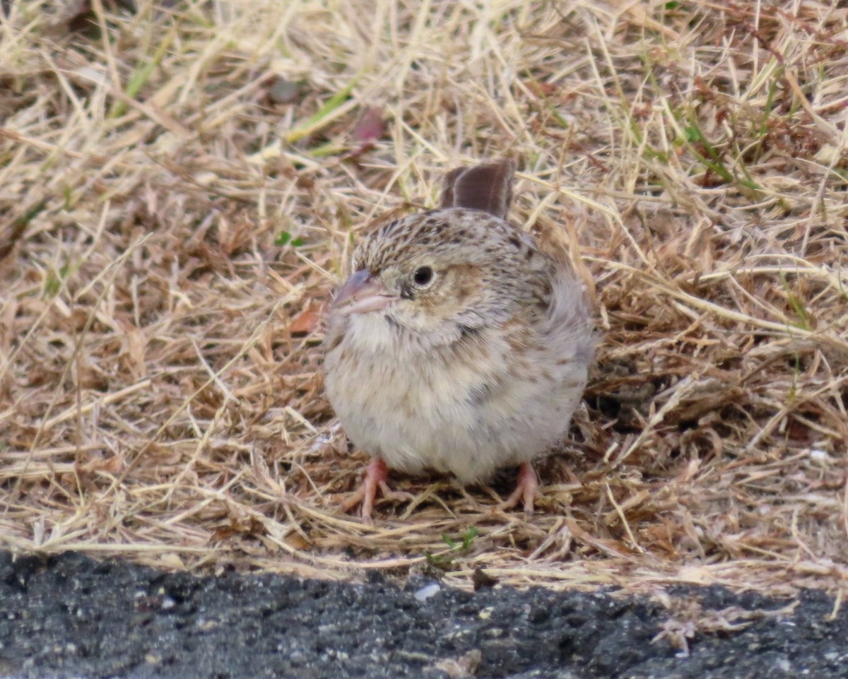 Cassin's Sparrow - ML646618019