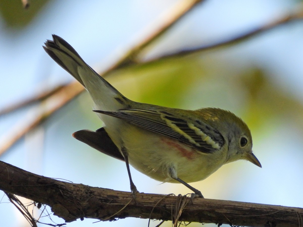 Chestnut-sided Warbler - ML646618021