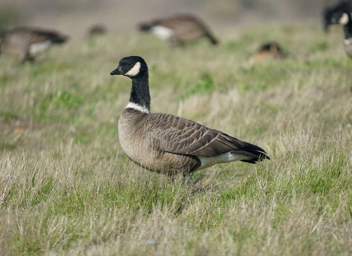 Cackling Goose - ML646618022