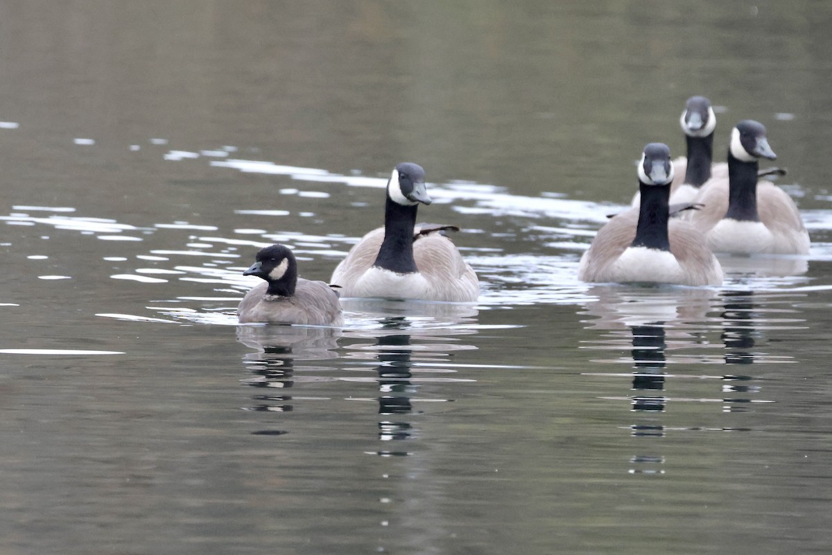 Малая канадская казарка - ML646618024