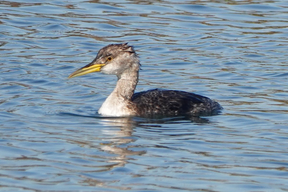 Red-necked Grebe - ML646618026