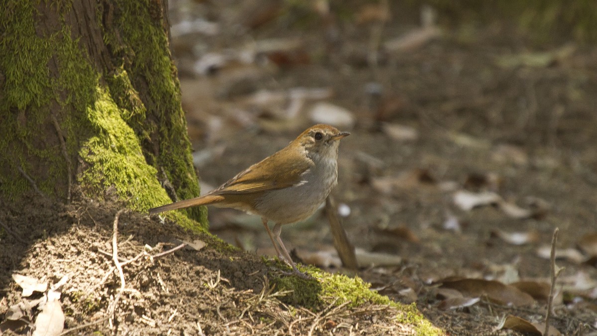 Russet Nightingale-Thrush - ML646618027
