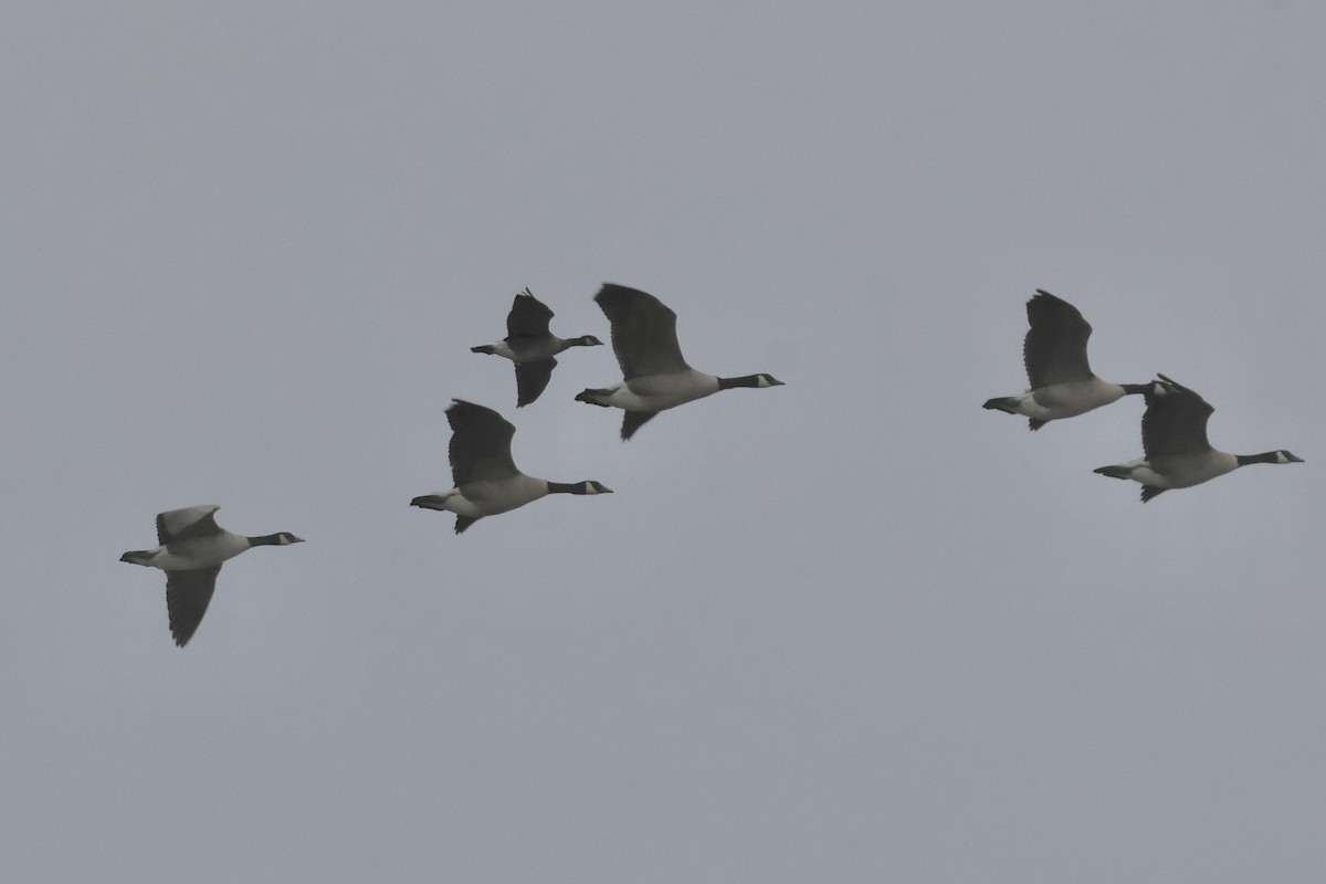 Малая канадская казарка - ML646618028