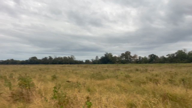 Virjinya Sukılavuzu - ML646618029