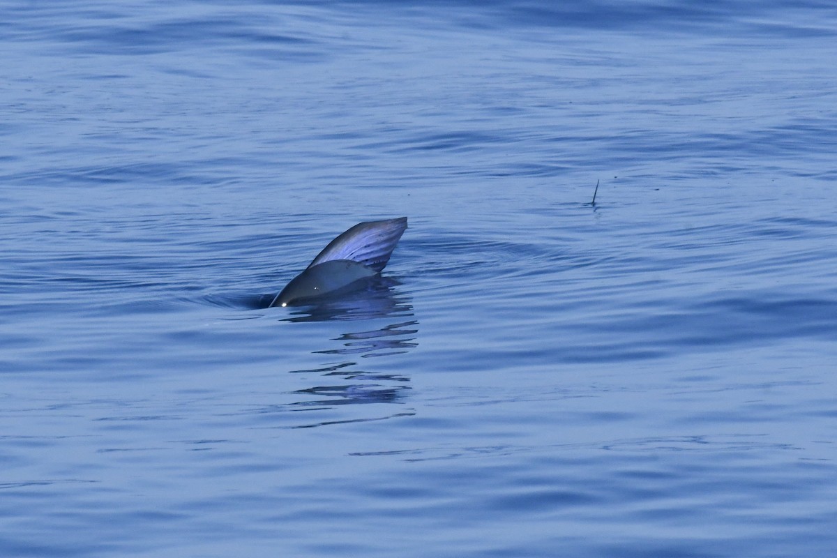 Marlin striato - ML646618031