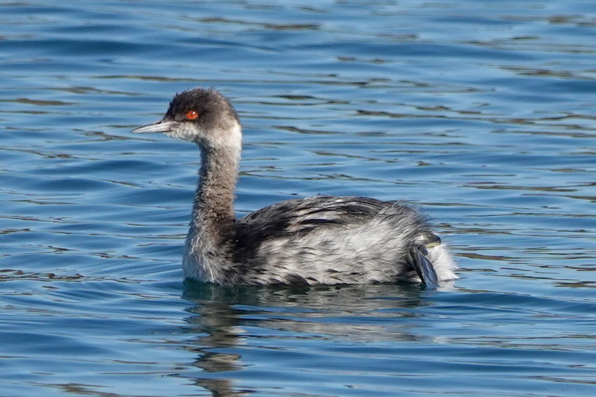 Grèbe à cou noir - ML646618032