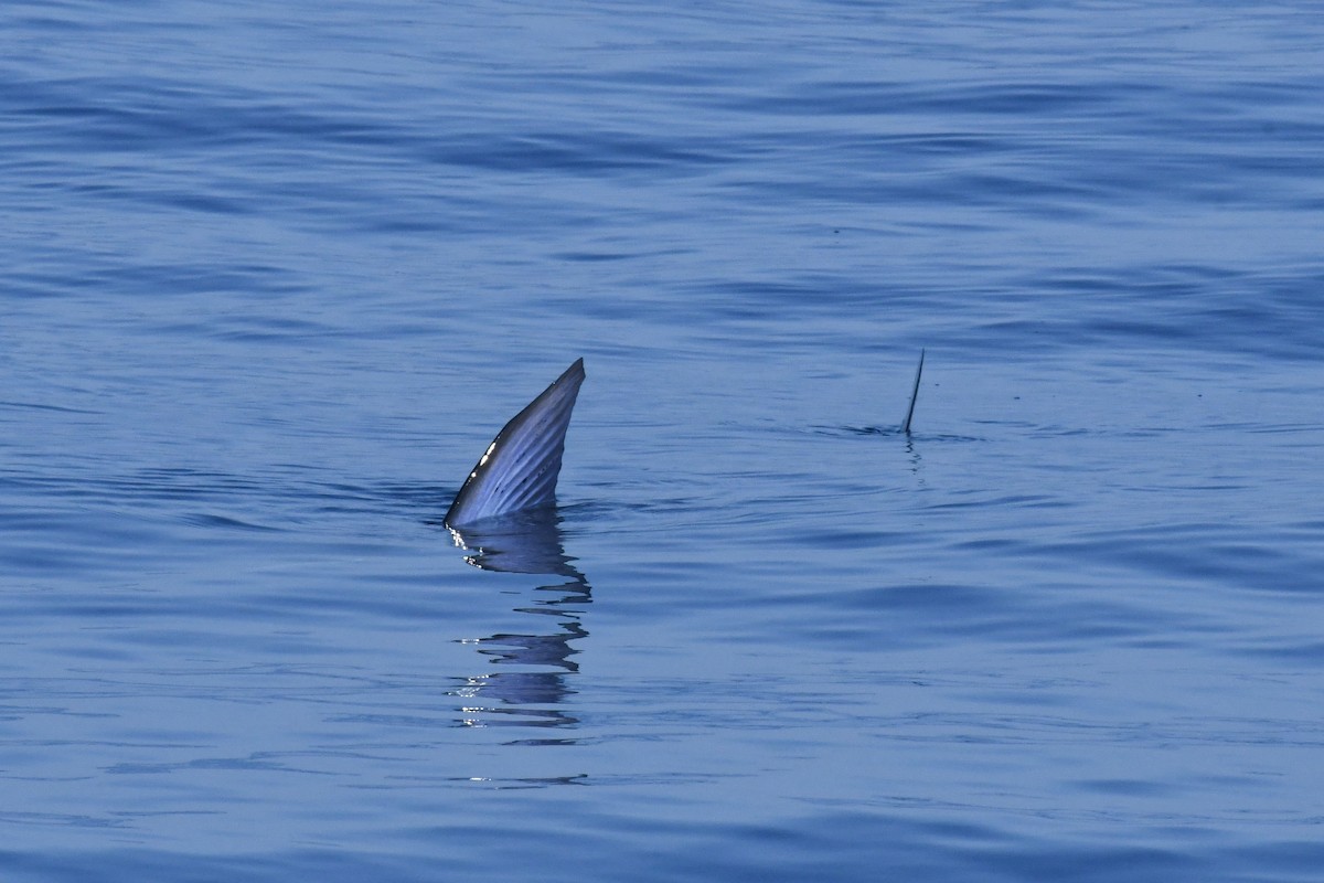 Marlin striato - ML646618035