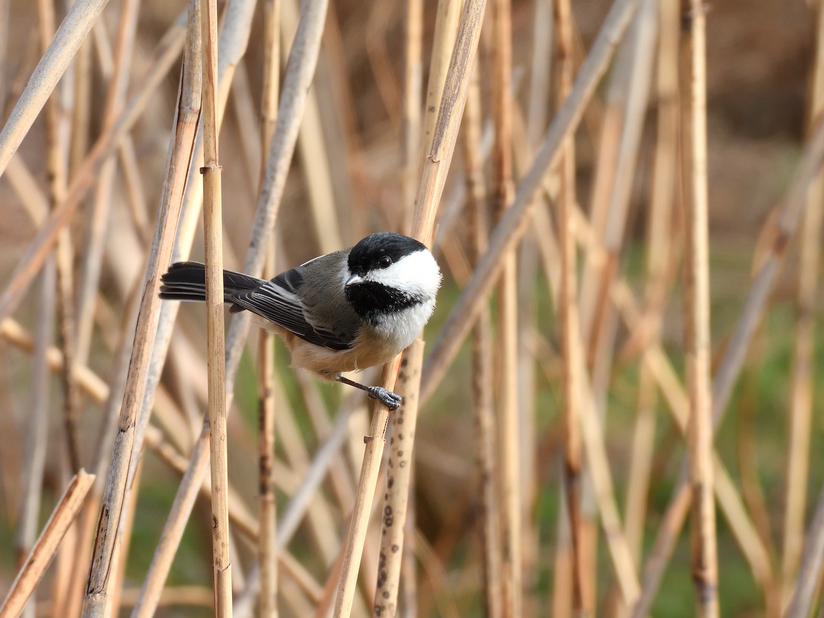 Black-capped Chickadee - ML646618036