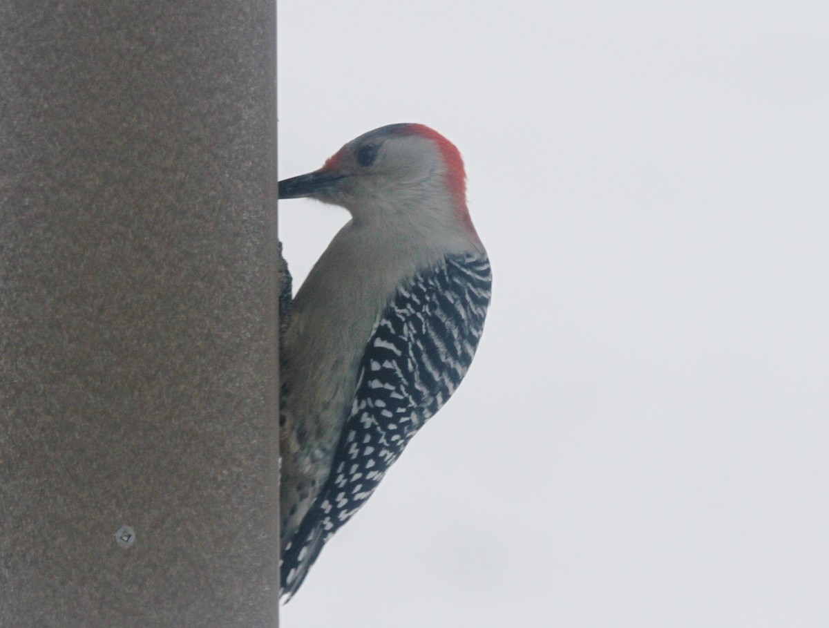 Carpintero de Carolina - ML646618037