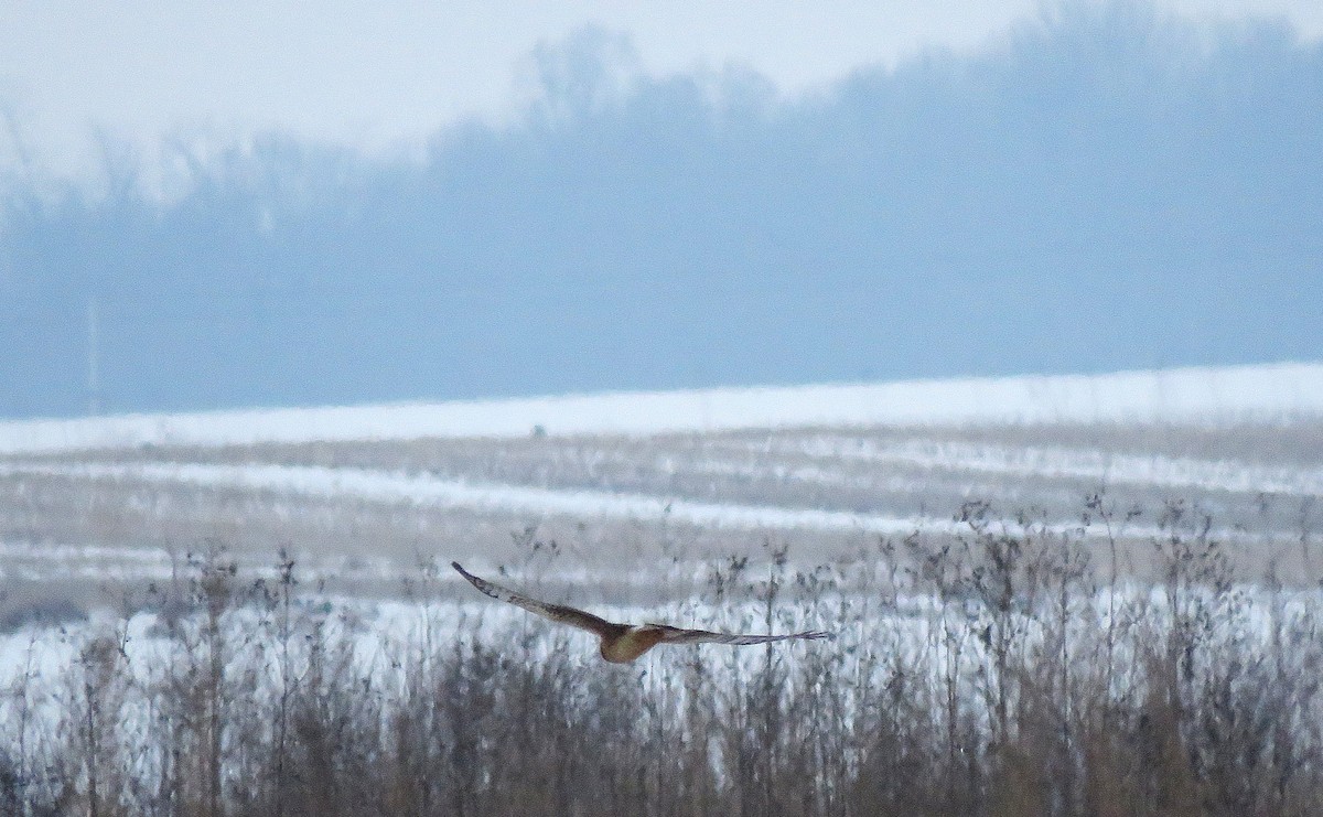 זרון אמריקני - ML646618040