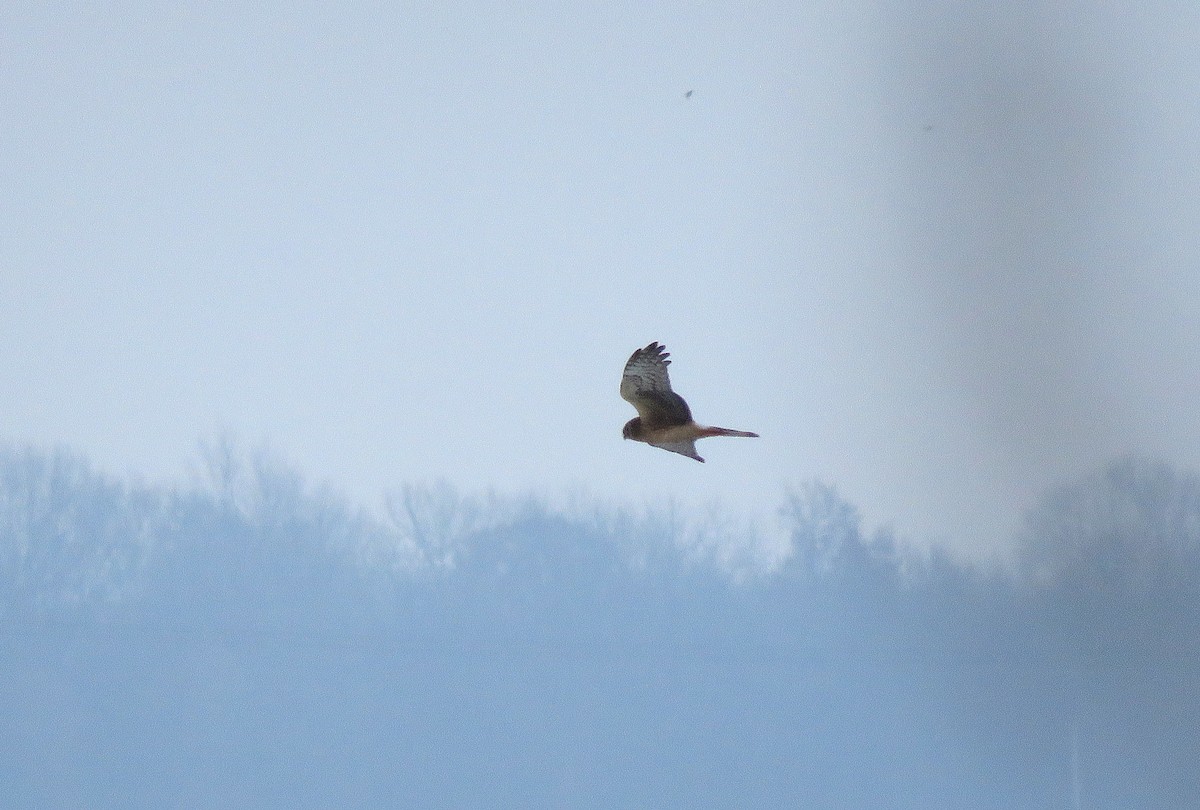 זרון אמריקני - ML646618041