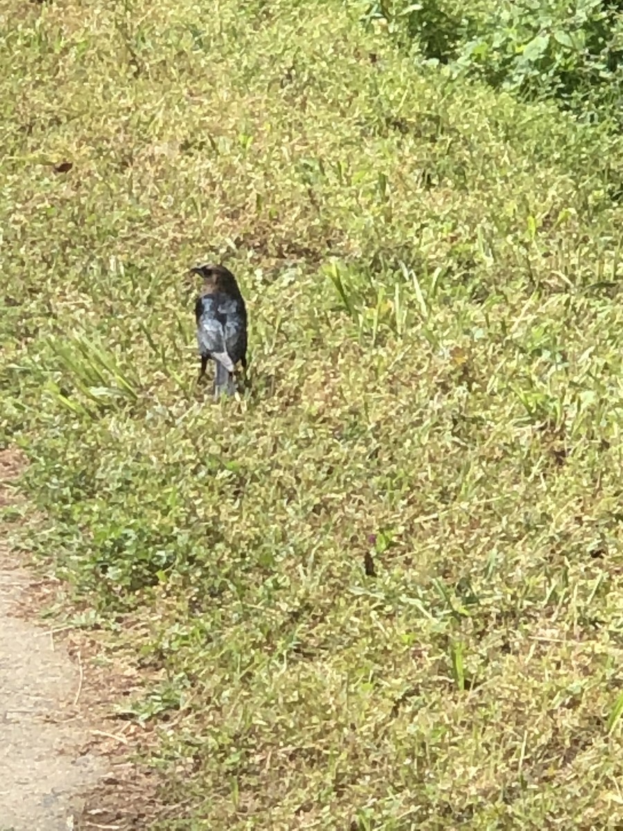 Braunkopf-Kuhstärling - ML646618042