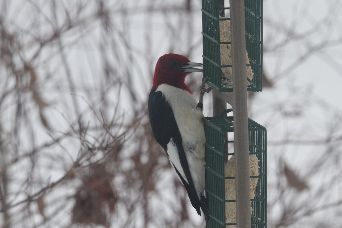 Red-headed Woodpecker - ML646618060