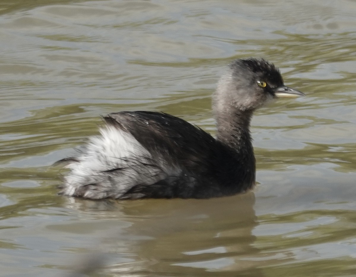 Least Grebe - ML646618061