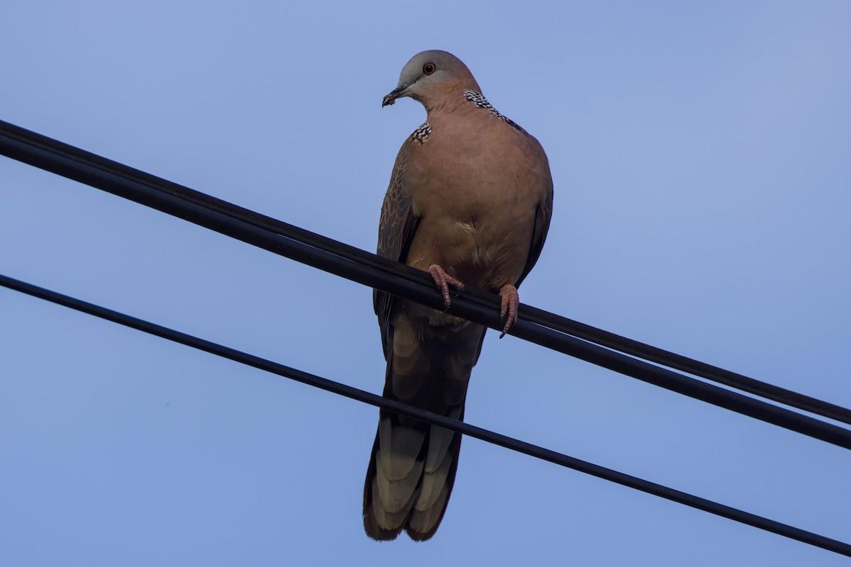 Spotted Dove - ML646618063