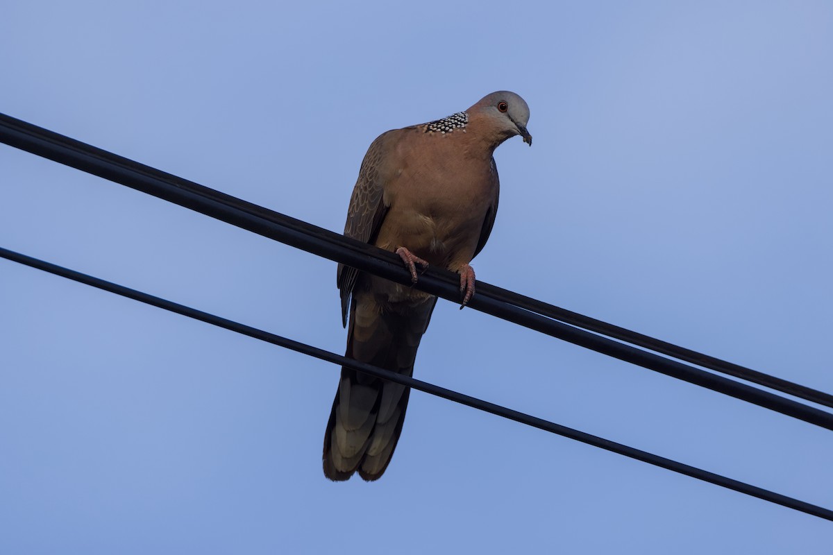 Spotted Dove - ML646618064