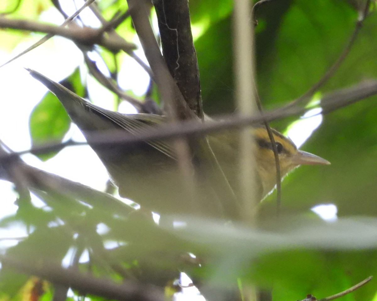 Ovenbird - ML646618065