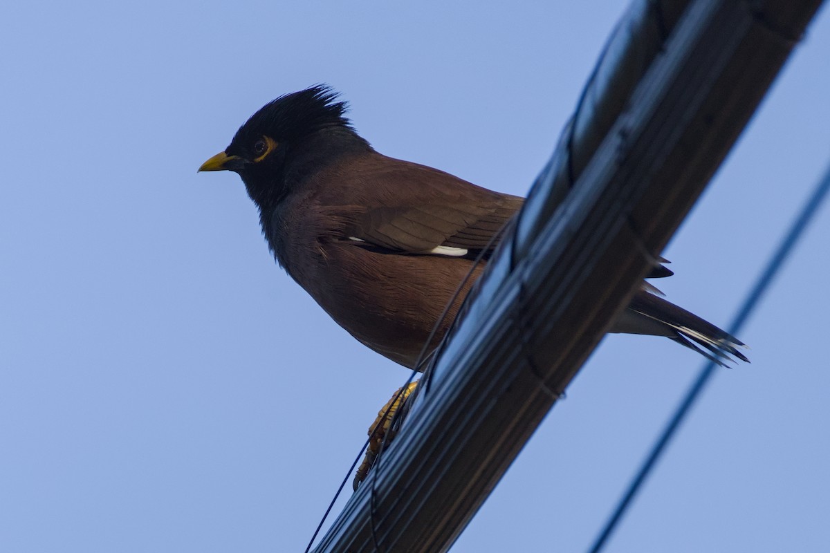 Common Myna - ML646618066