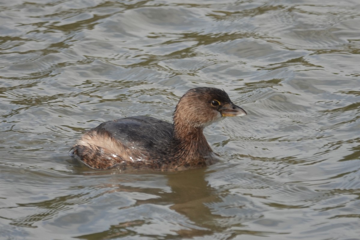 Pied-billed Grebe - ML646618067