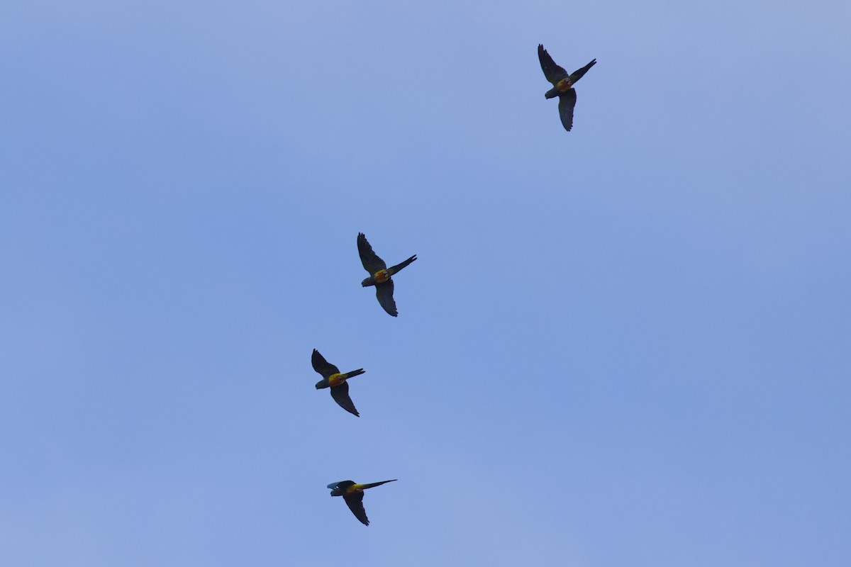 Burrowing Parakeet - ML646618069