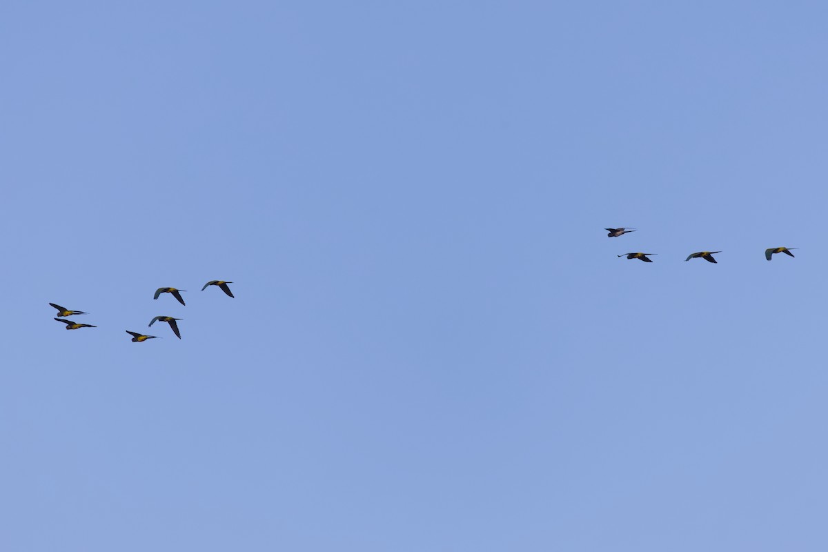 Burrowing Parakeet - ML646618070