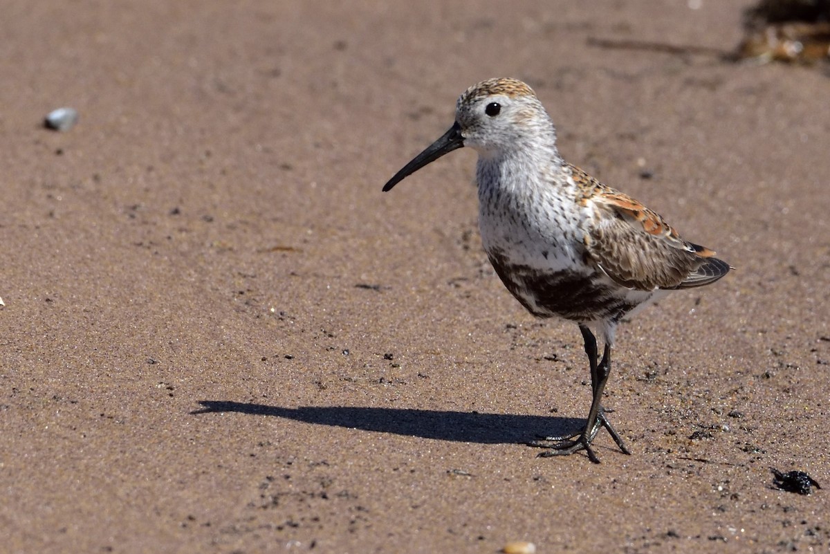 Dunlin - ML646618073