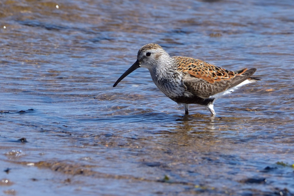 Dunlin - ML646618074